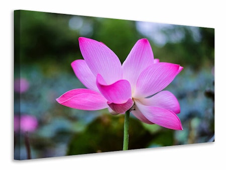 Ljuddämpande tavla - beautiful lotus