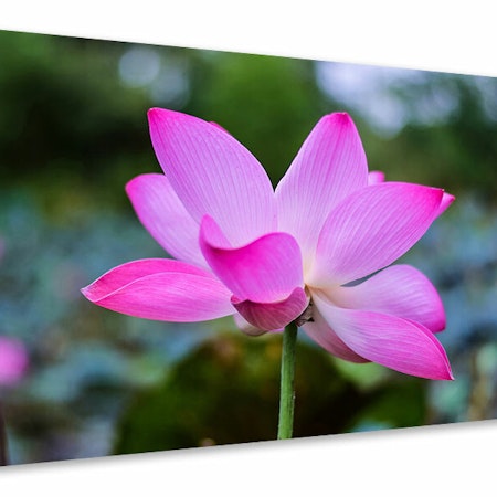 Ljuddämpande tavla - beautiful lotus