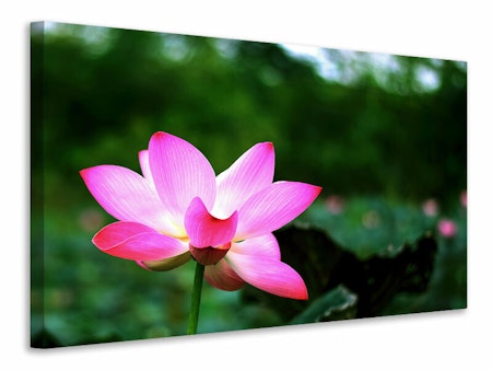 Ljuddämpande tavla - lotus in nature