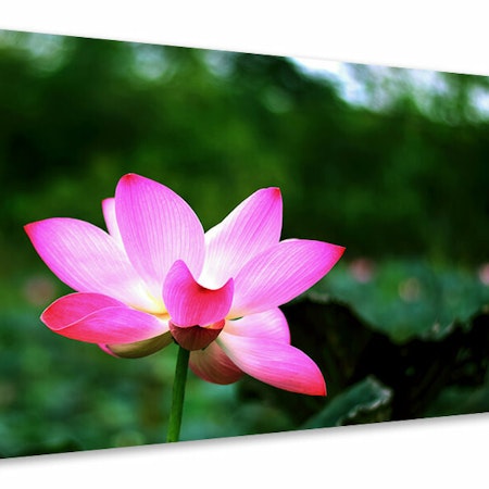 Ljuddämpande tavla - lotus in nature