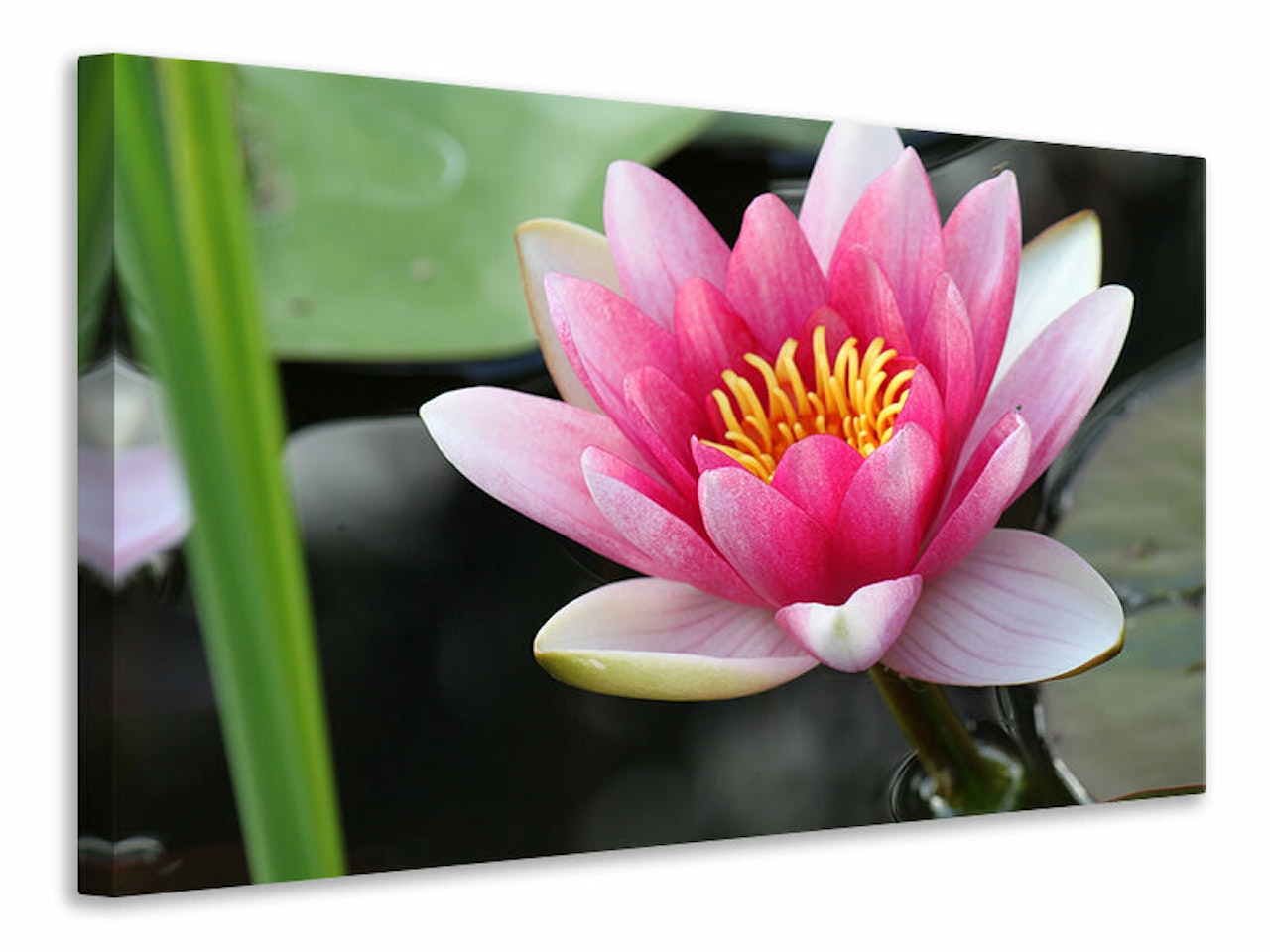 Ljuddämpande tavla - the water lily in pink
