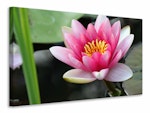 Ljuddämpande tavla - the water lily in pink