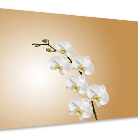 Ljuddämpande tavla - white orchids xl