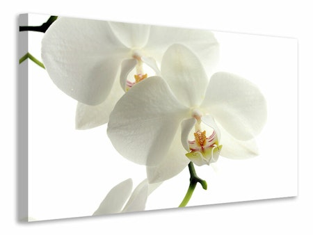 Ljuddämpande tavla - orchids bloom