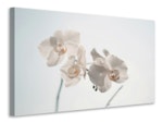 Ljuddämpande tavla - graceful orchids