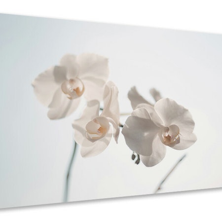 Ljuddämpande tavla - graceful orchids