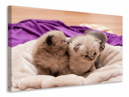 Ljuddämpande tavla - kitten trio to fall in love
