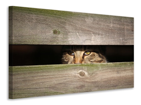 Ljuddämpande tavla - cat in hiding