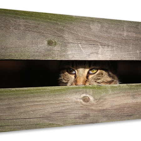 Ljuddämpande tavla - cat in hiding