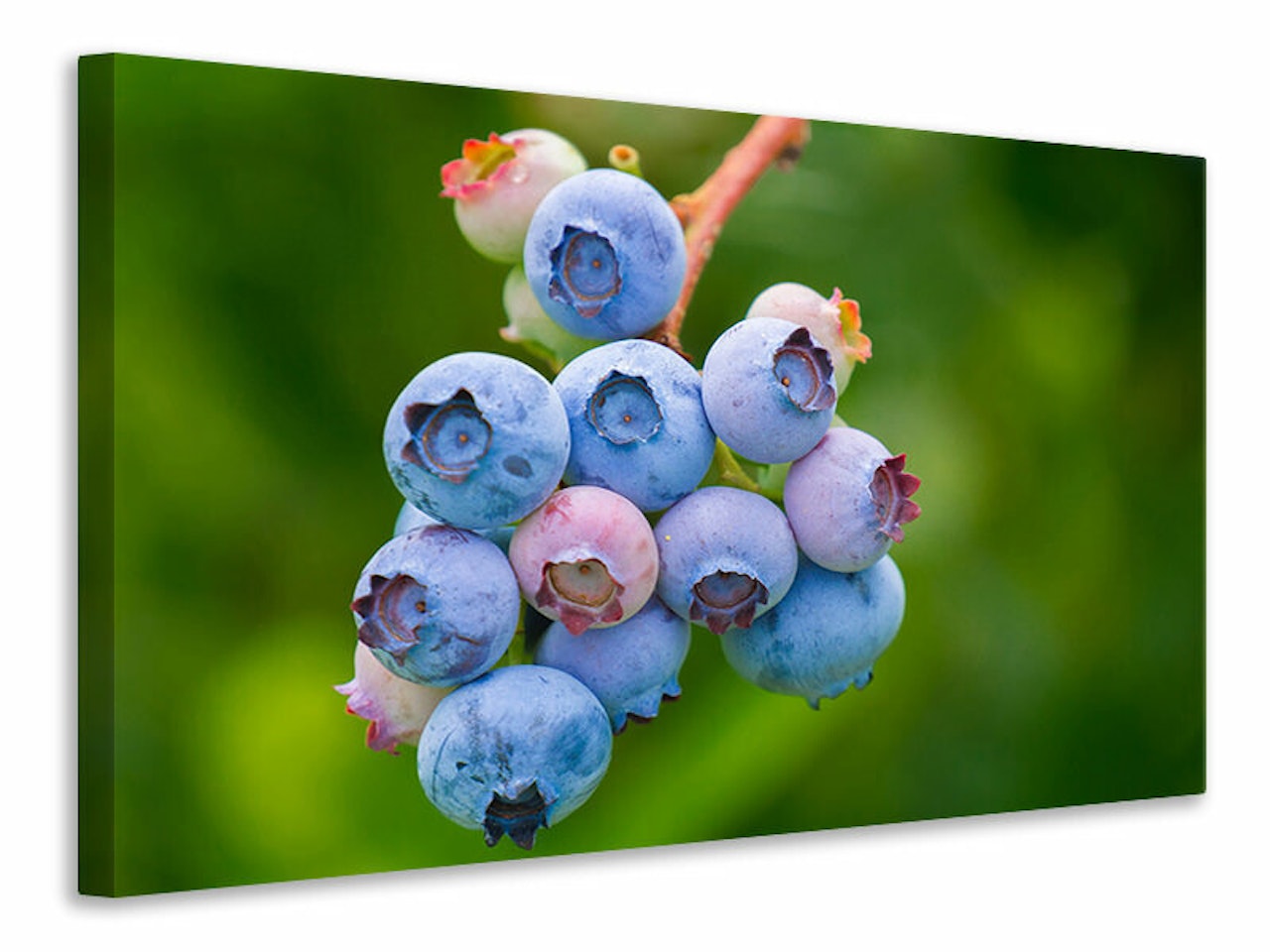 Ljuddämpande tavla - blueberries in nature