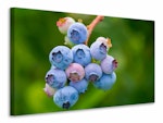 Ljuddämpande tavla - blueberries in nature