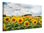 Ljuddämpande tavla - landscape with sunflowers