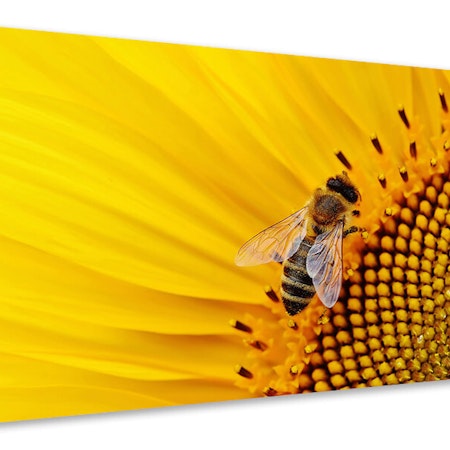 Ljuddämpande tavla - bee on the sunflower
