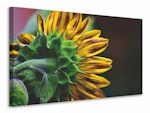 Ljuddämpande tavla - sunflower close up
