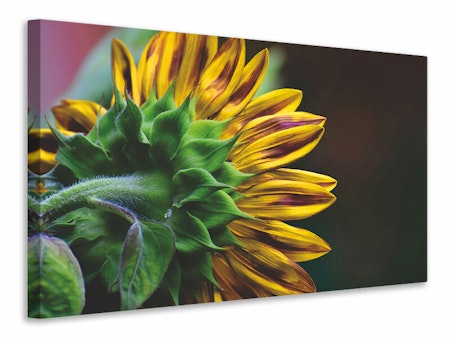 Ljuddämpande tavla - sunflower close up