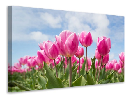 Ljuddämpande tavla - tulip field in pink
