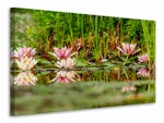 Ljuddämpande tavla - wild water lilies