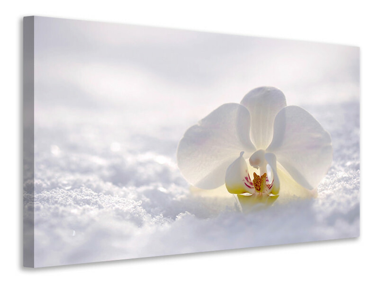 Ljuddämpande tavla - the orchids bloom