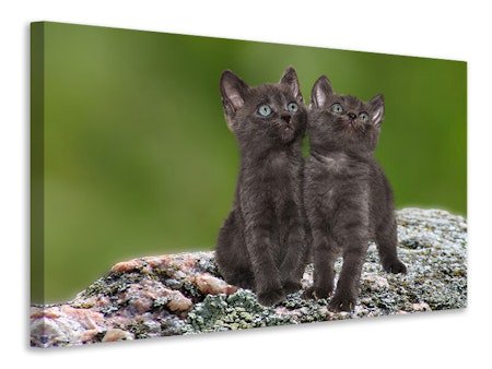 Ljuddämpande tavla - 2 black cats babies