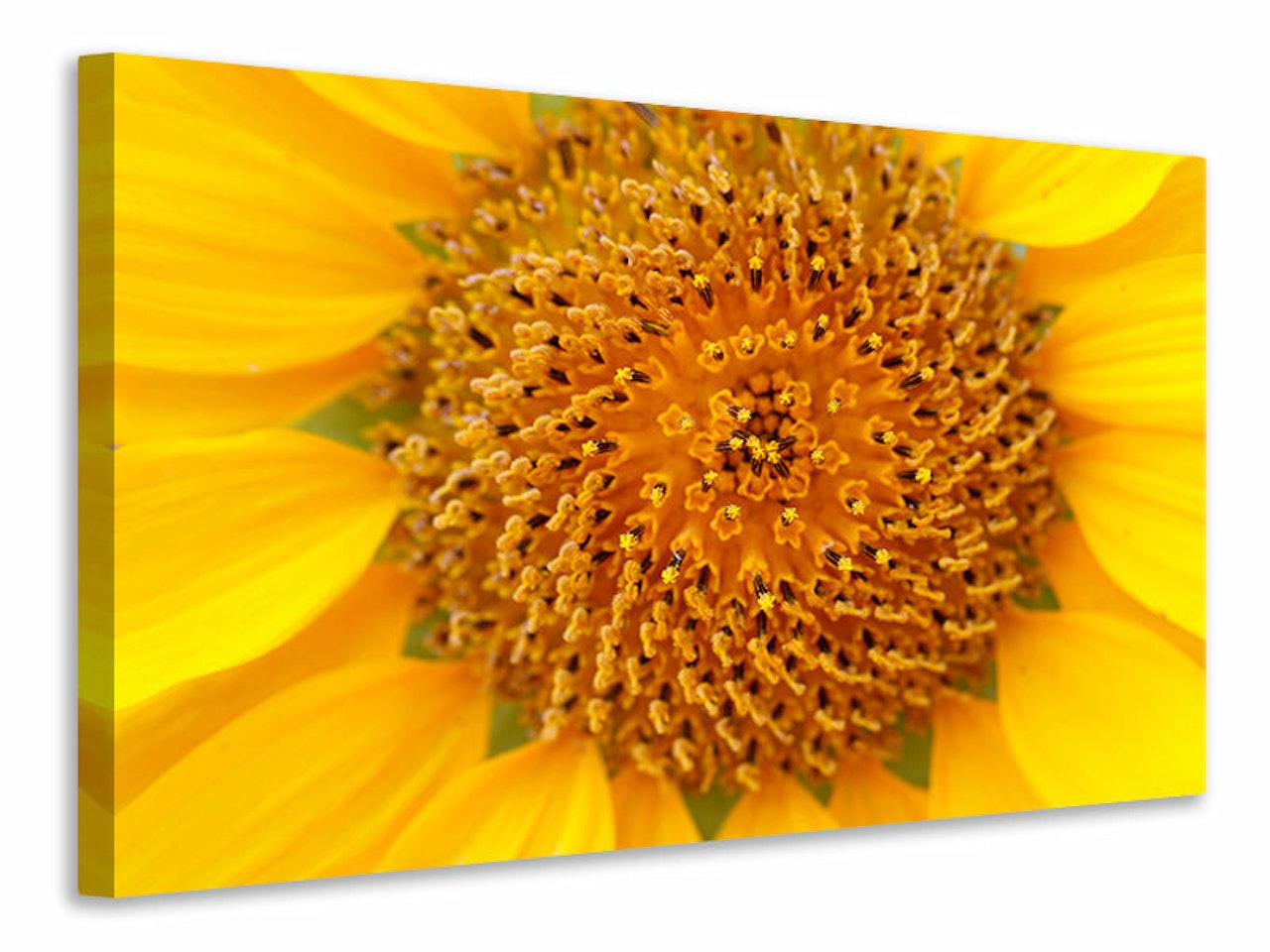 Ljuddämpande tavla - beautiful buds of the sunflower