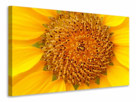 Ljuddämpande tavla - beautiful buds of the sunflower