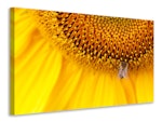 Ljuddämpande tavla - close up yellow bud