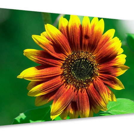 Ljuddämpande tavla - colorful sunflower