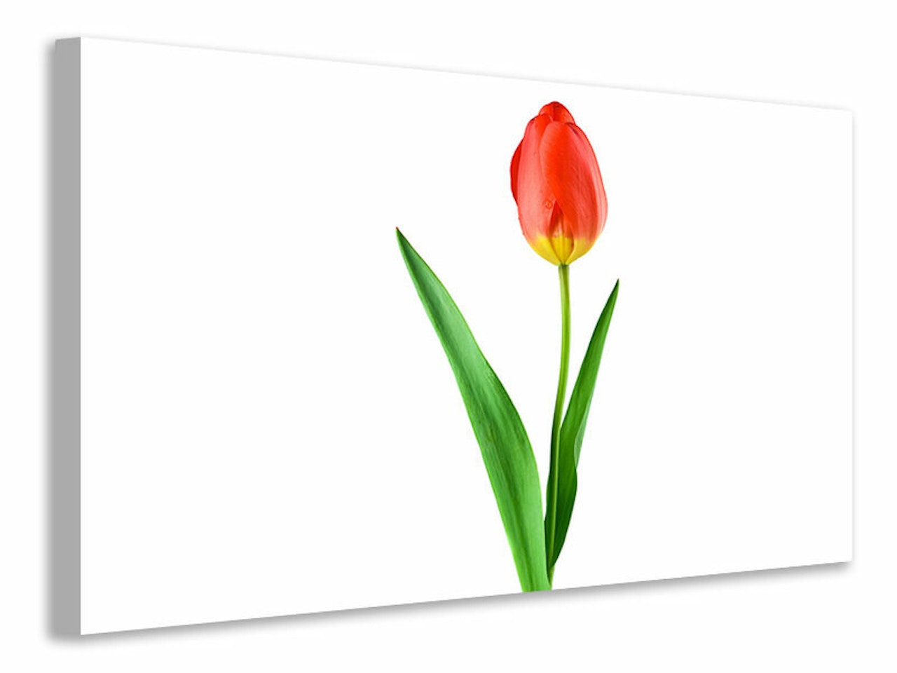 Ljuddämpande tavla - the proud tulip