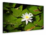 Ljuddämpande tavla - the white water lily