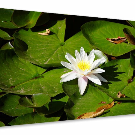 Ljuddämpande tavla - the white water lily