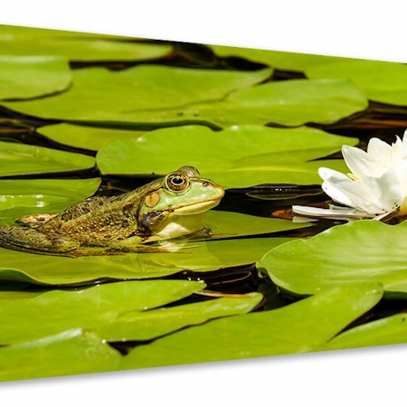 Ljuddämpande tavla - the frog and the water lily