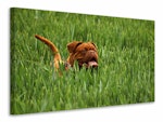 Ljuddämpande tavla - the mastiff in the grass