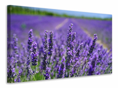 Ljuddämpande tavla - the lavender flowers