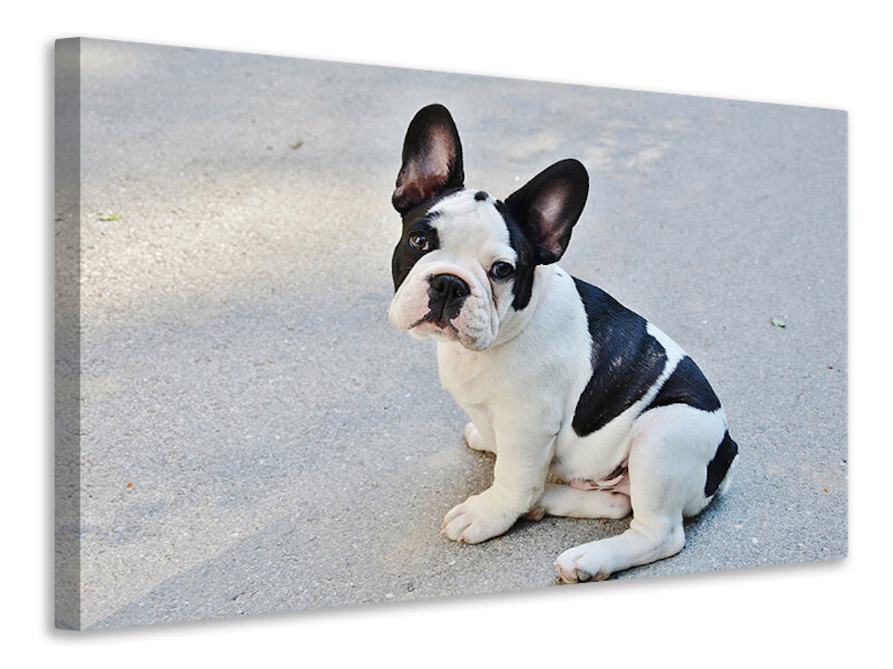 Ljuddämpande tavla - sweet french bulldog