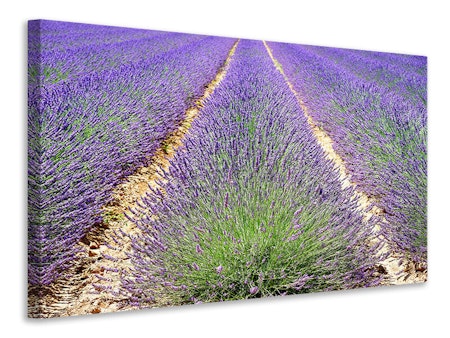 Ljuddämpande tavla - the lavender field