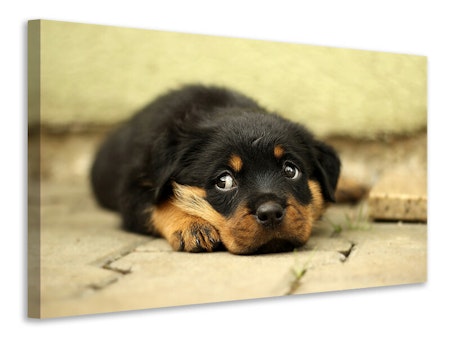 Ljuddämpande tavla - sweet rottweiler puppy