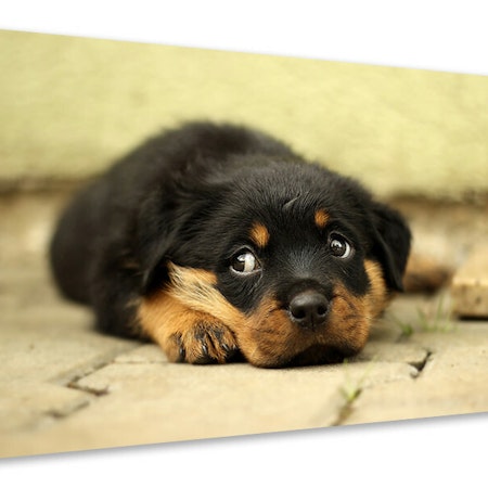 Ljuddämpande tavla - sweet rottweiler puppy