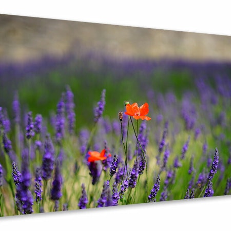 Ljuddämpande tavla - poppy in the lavender