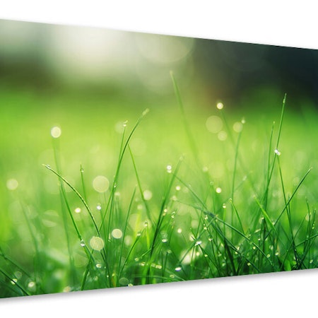 Ljuddämpande tavla - meadow with morning dew