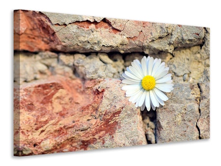 Ljuddämpande tavla - flower in the wall