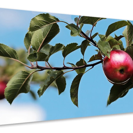 Ljuddämpande tavla - apple on the tree