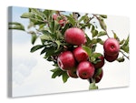 Ljuddämpande tavla - close up apple tree