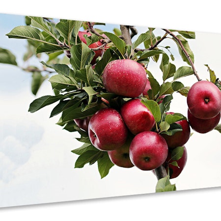 Ljuddämpande tavla - close up apple tree