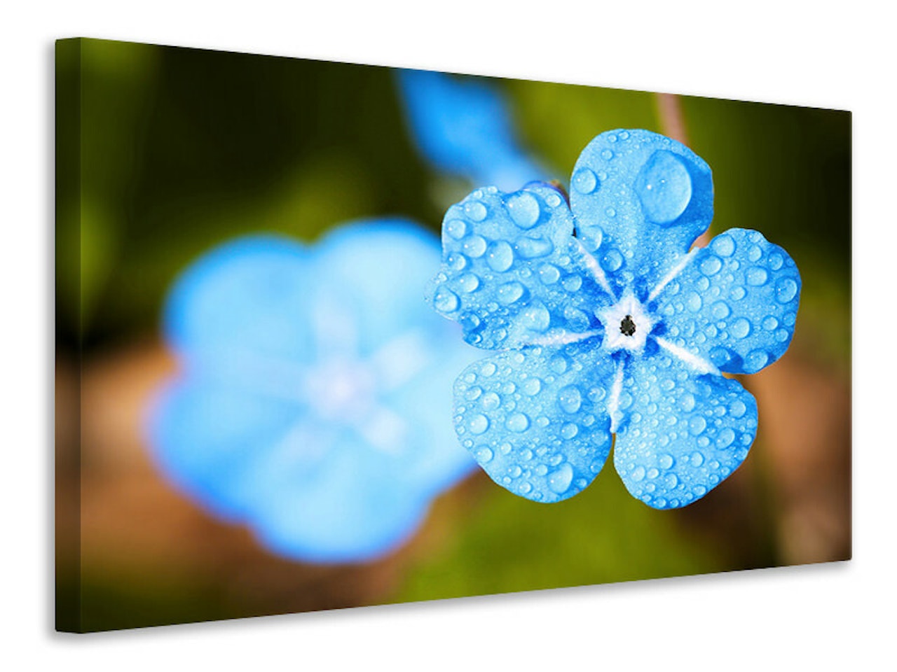 Ljuddämpande tavla - blue flower with morning dew