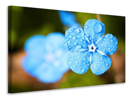 Ljuddämpande tavla - blue flower with morning dew