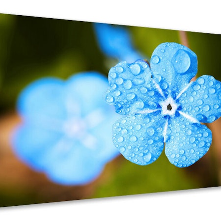 Ljuddämpande tavla - blue flower with morning dew