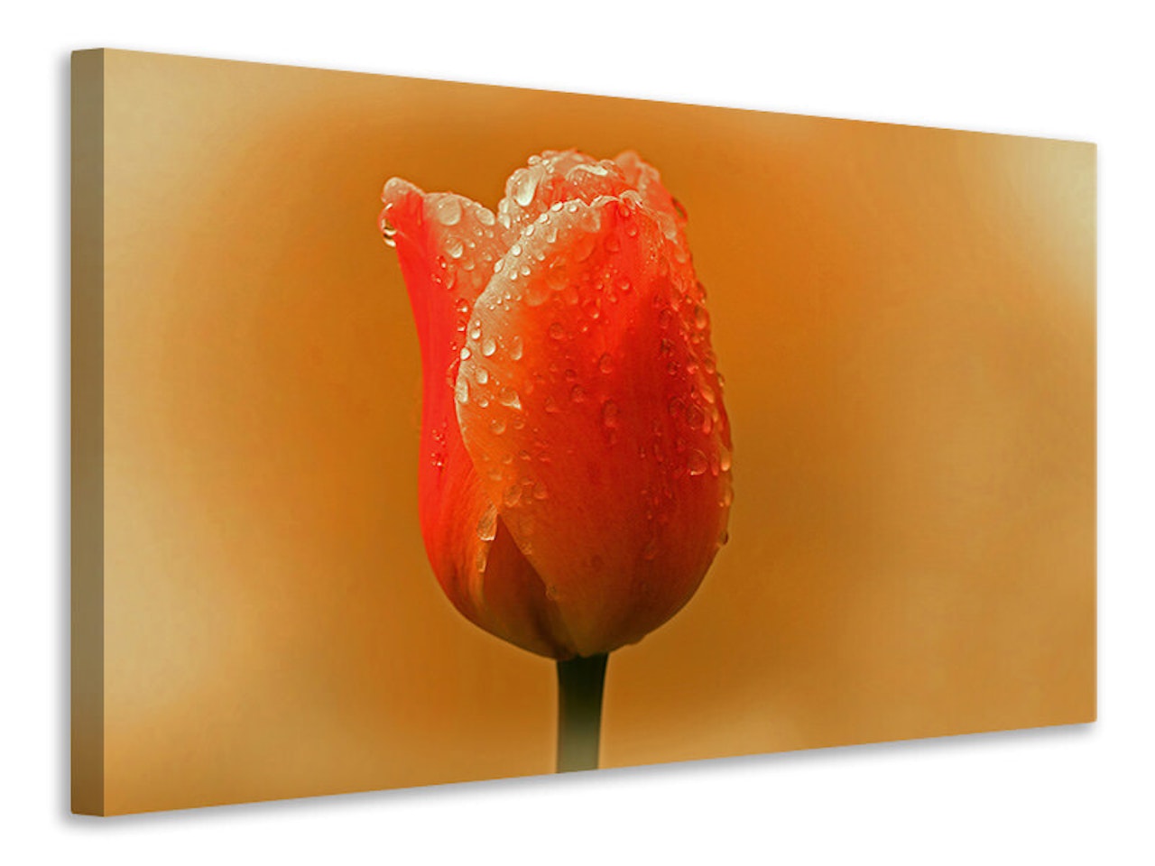Ljuddämpande tavla - a tulip in the morning dew