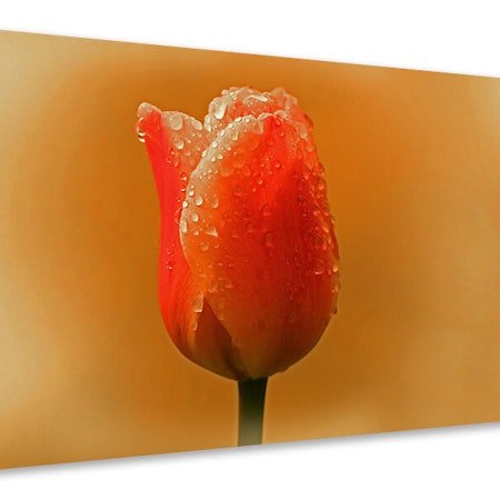 Ljuddämpande tavla - a tulip in the morning dew