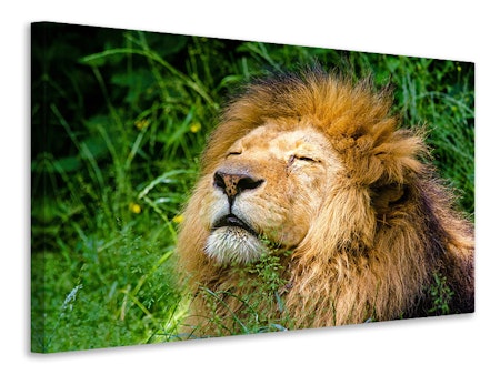 Ljuddämpande tavla - sleeping lion