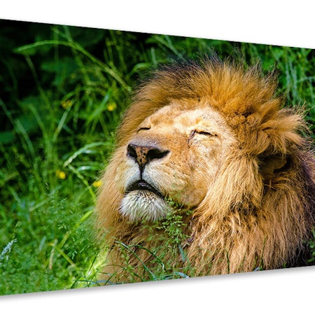 Ljuddämpande tavla - sleeping lion